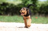 AIREDALE TERRIER 328
